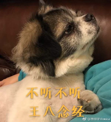 累成狗表情包