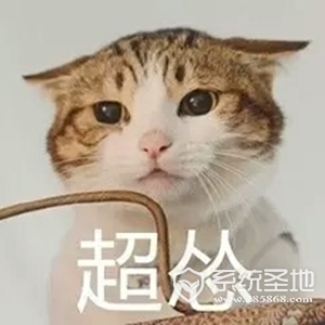 猫猫怂表情包大全