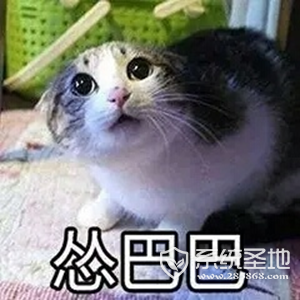 猫猫怂表情包大全