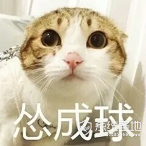 猫猫怂表情包大全