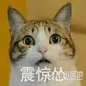 猫猫怂表情包大全