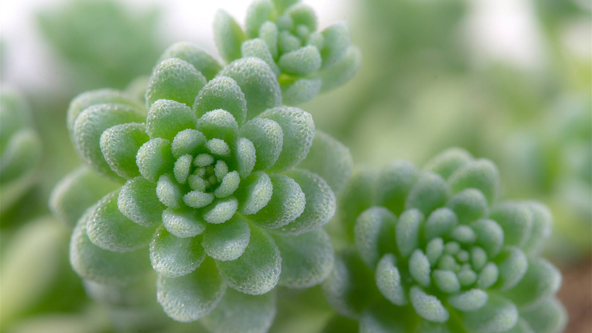 可爱多肉植物高清壁纸组图5